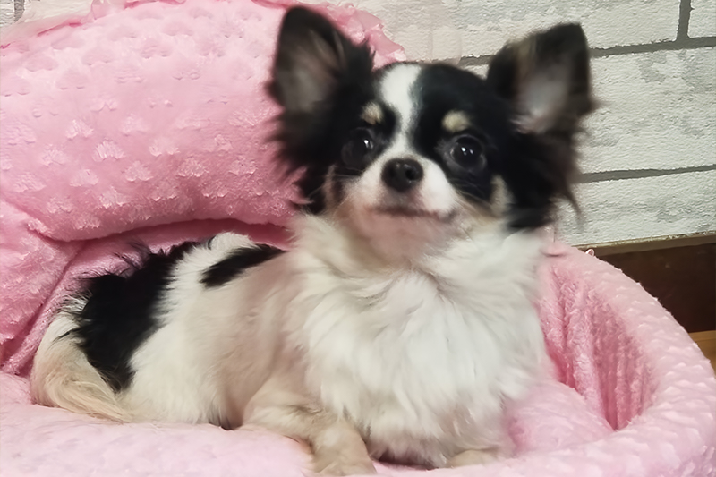 のびのびとした環境で育っています。