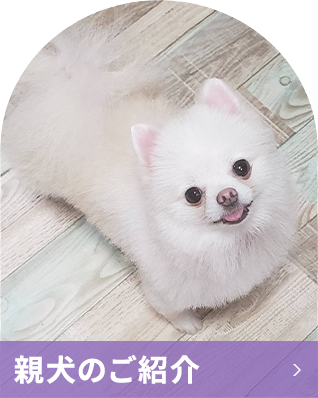 親犬のご紹介